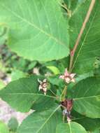 Image de Amelanchier bartramiana (Tausch) M. Roemer