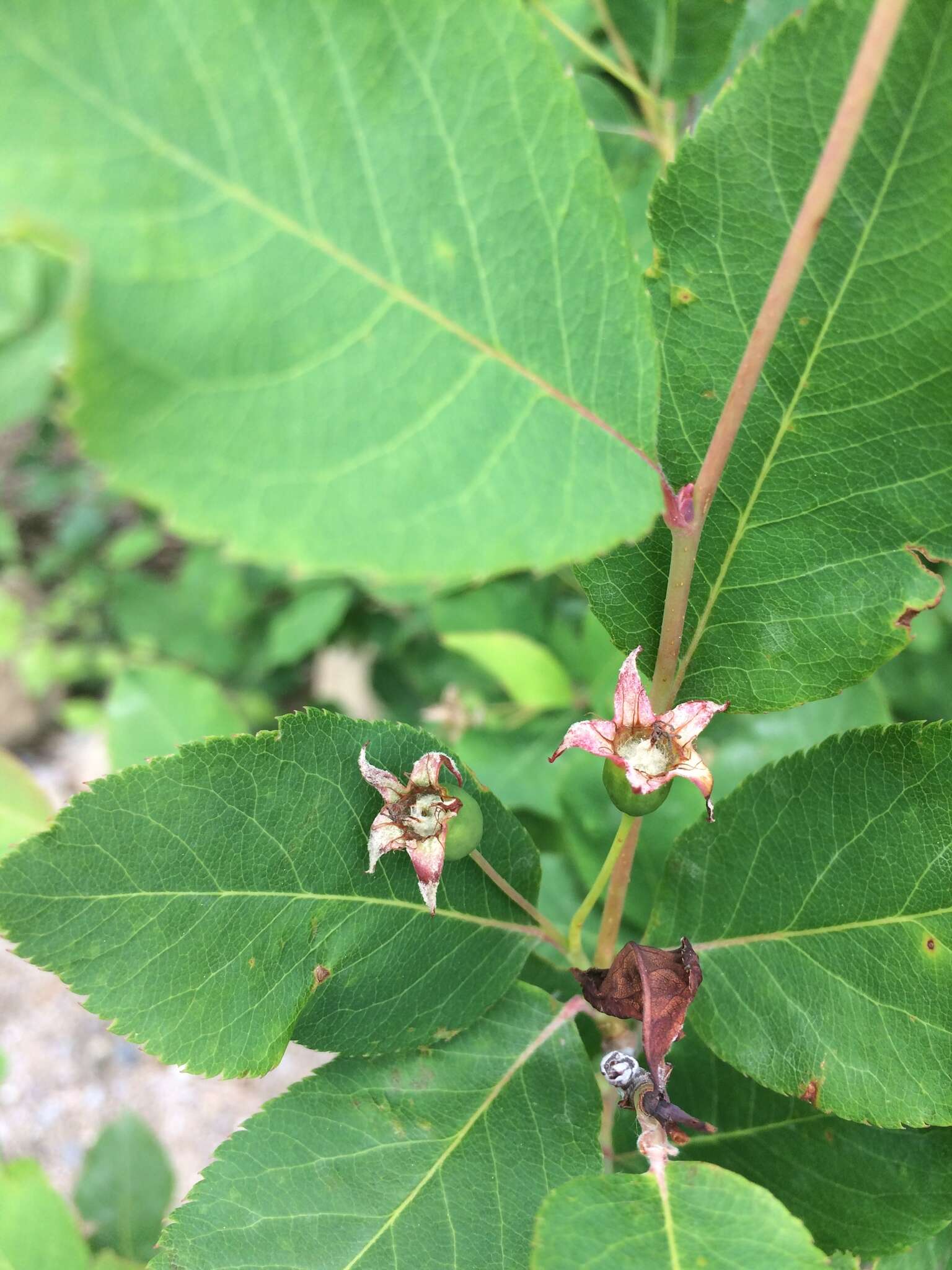 Image de Amelanchier bartramiana (Tausch) M. Roemer