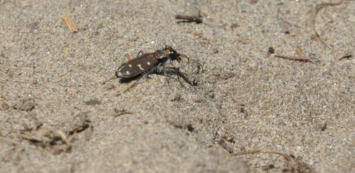 Plancia ëd Cicindela (Cicindela) oregona Le Conte 1856