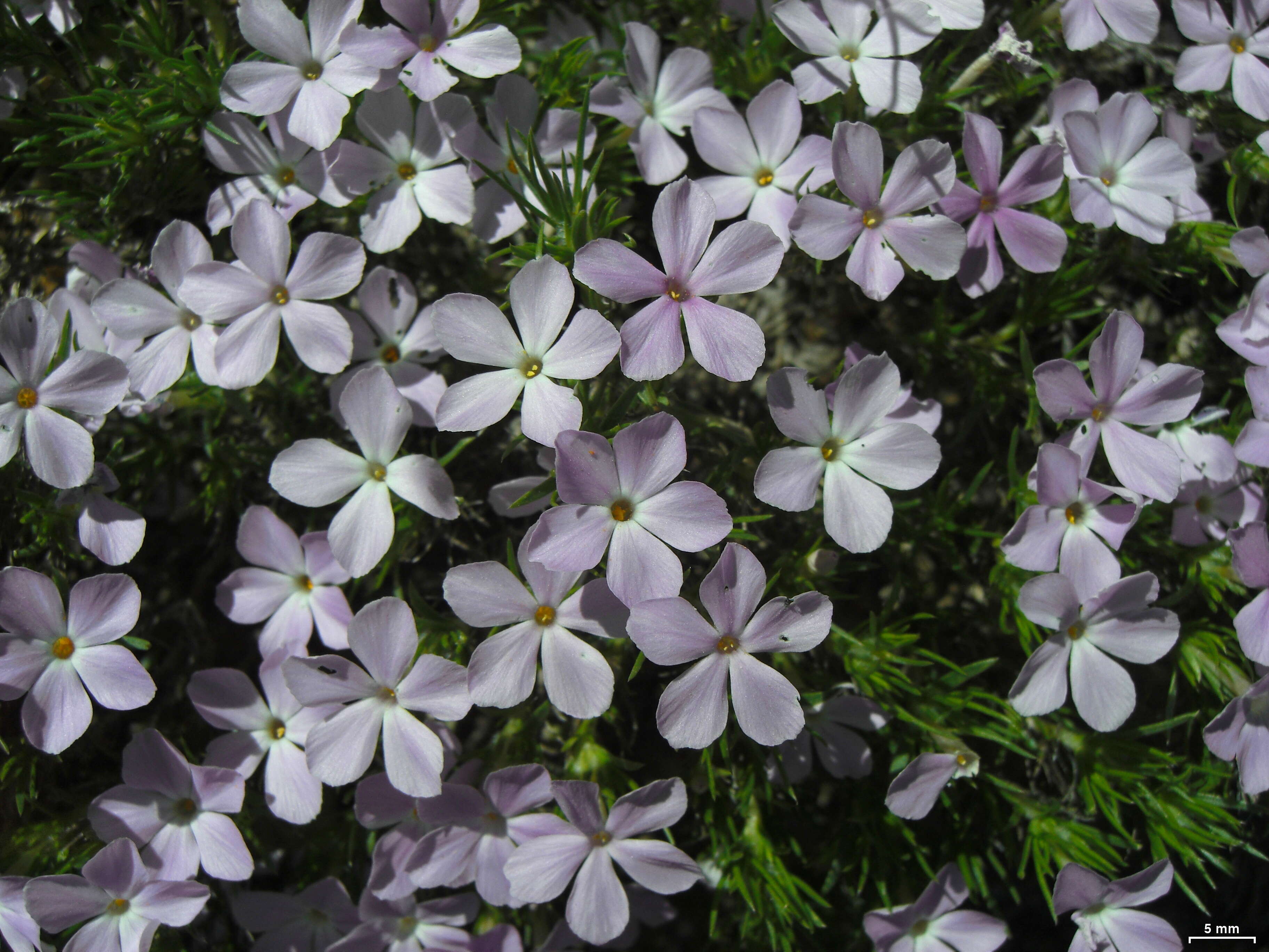 Imagem de Phlox diffusa Benth.