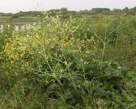 Image of Crambe cordifolia Steven