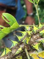 Image of Thorn Treehopper