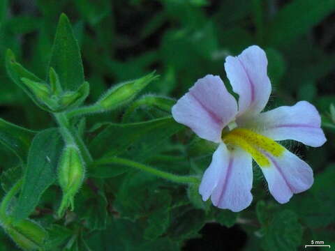 Image of Great Purple Monkey-Flower