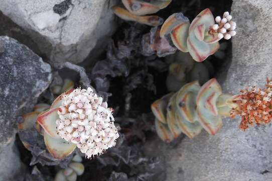 Image of Concertina plant