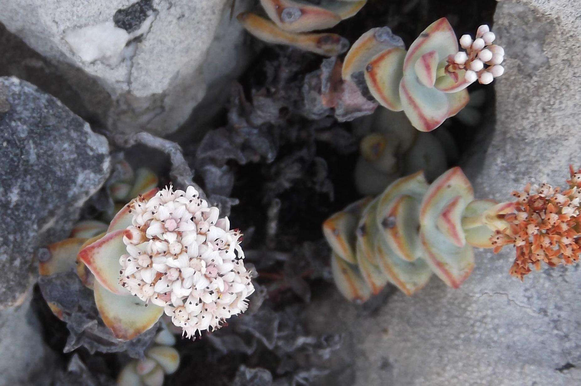 Image of Concertina plant