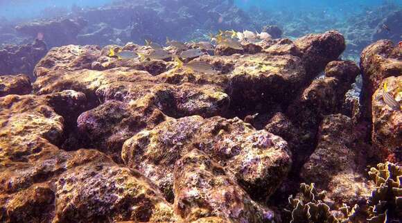 Image of Smallmouth Grunt