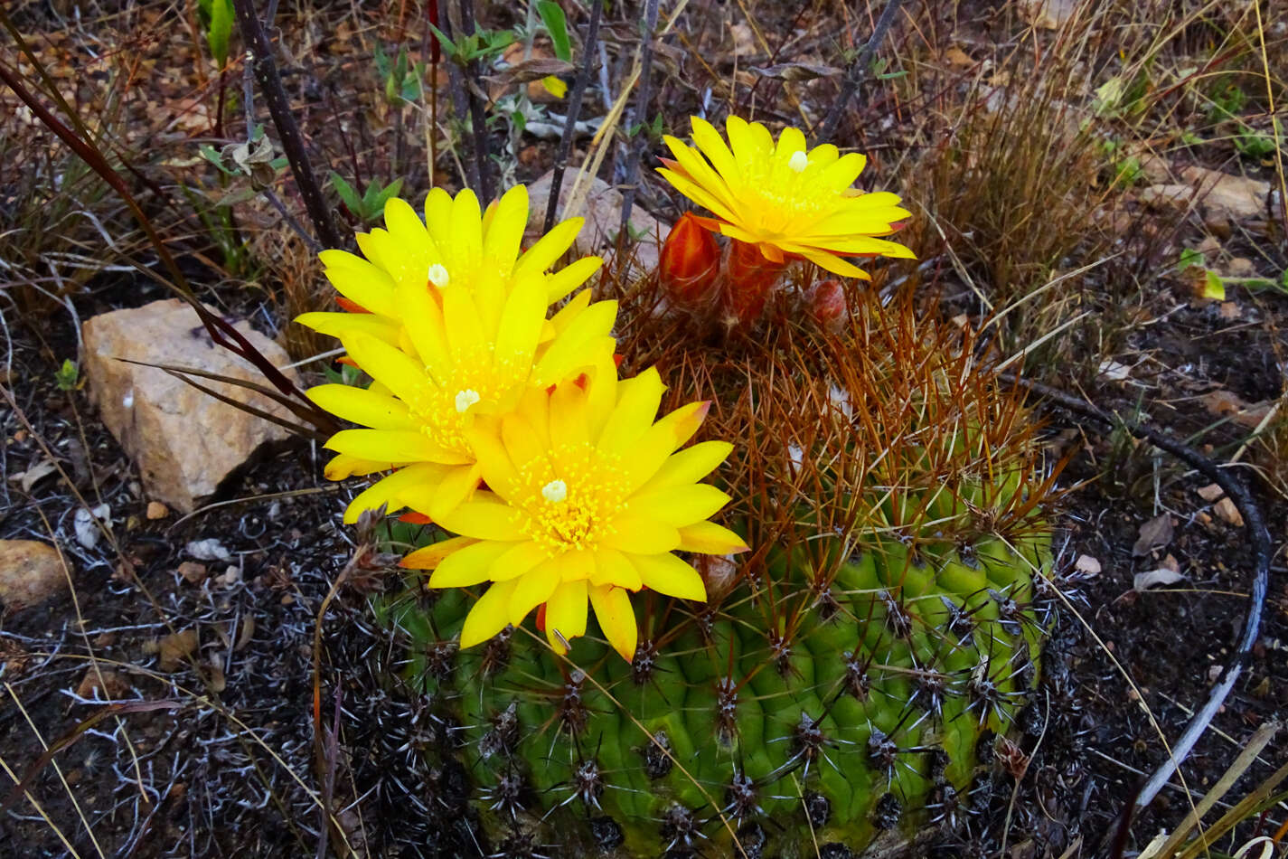 Image of Matucana aureiflora F. Ritter