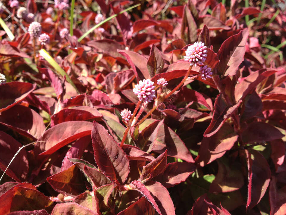 Imagem de Persicaria capitata (Buch.-Ham. ex D. Don) H. Gross