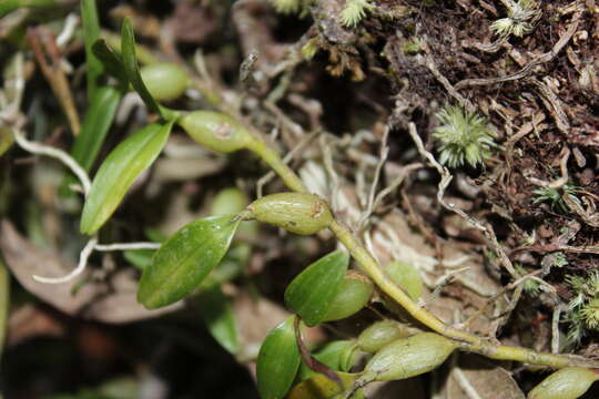 Image of Dinema polybulbon (Sw.) Lindl.