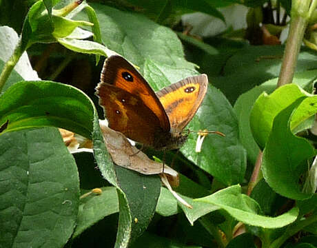 Image of hedge brown