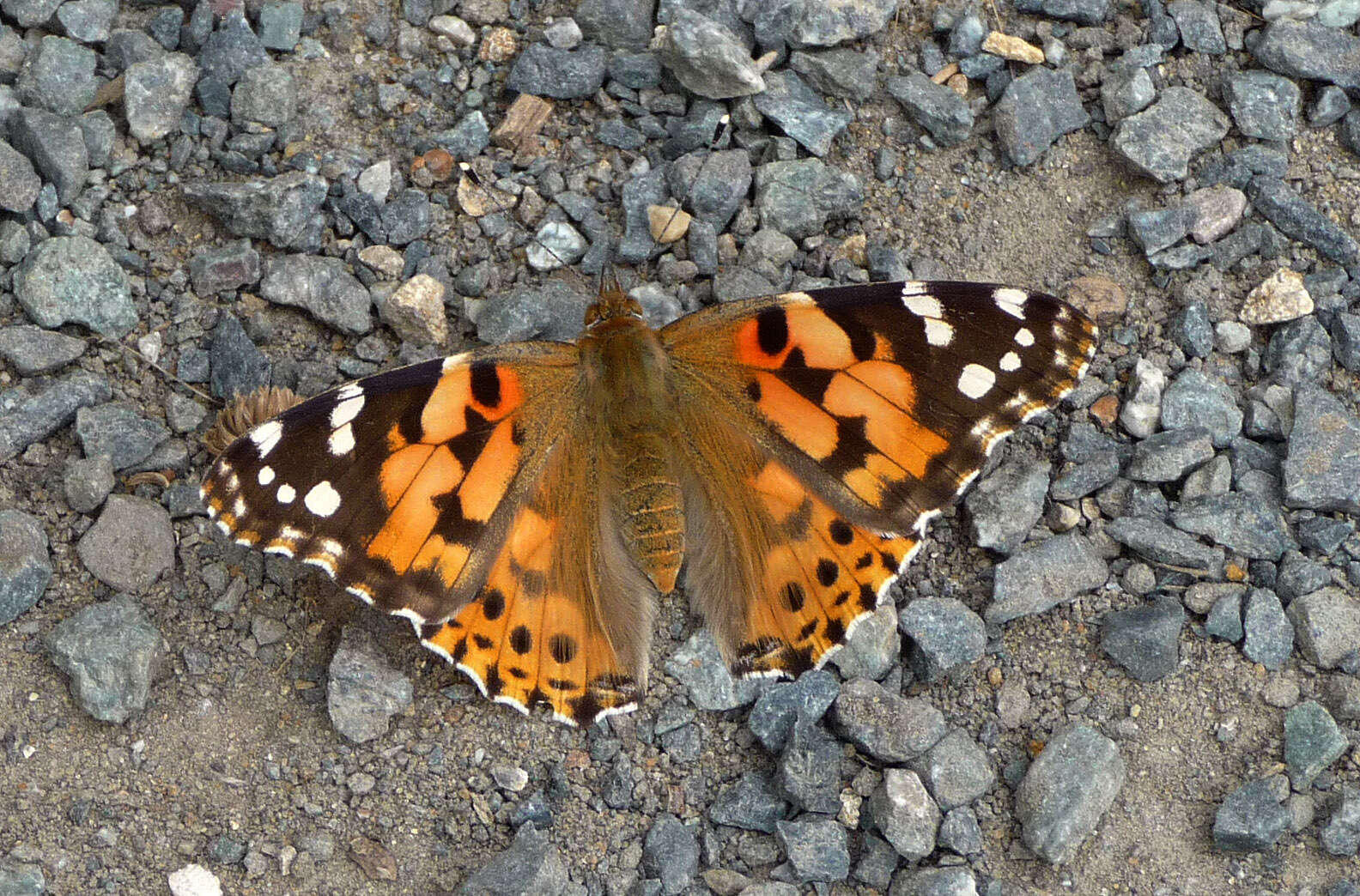 Image of Vanessa cardui