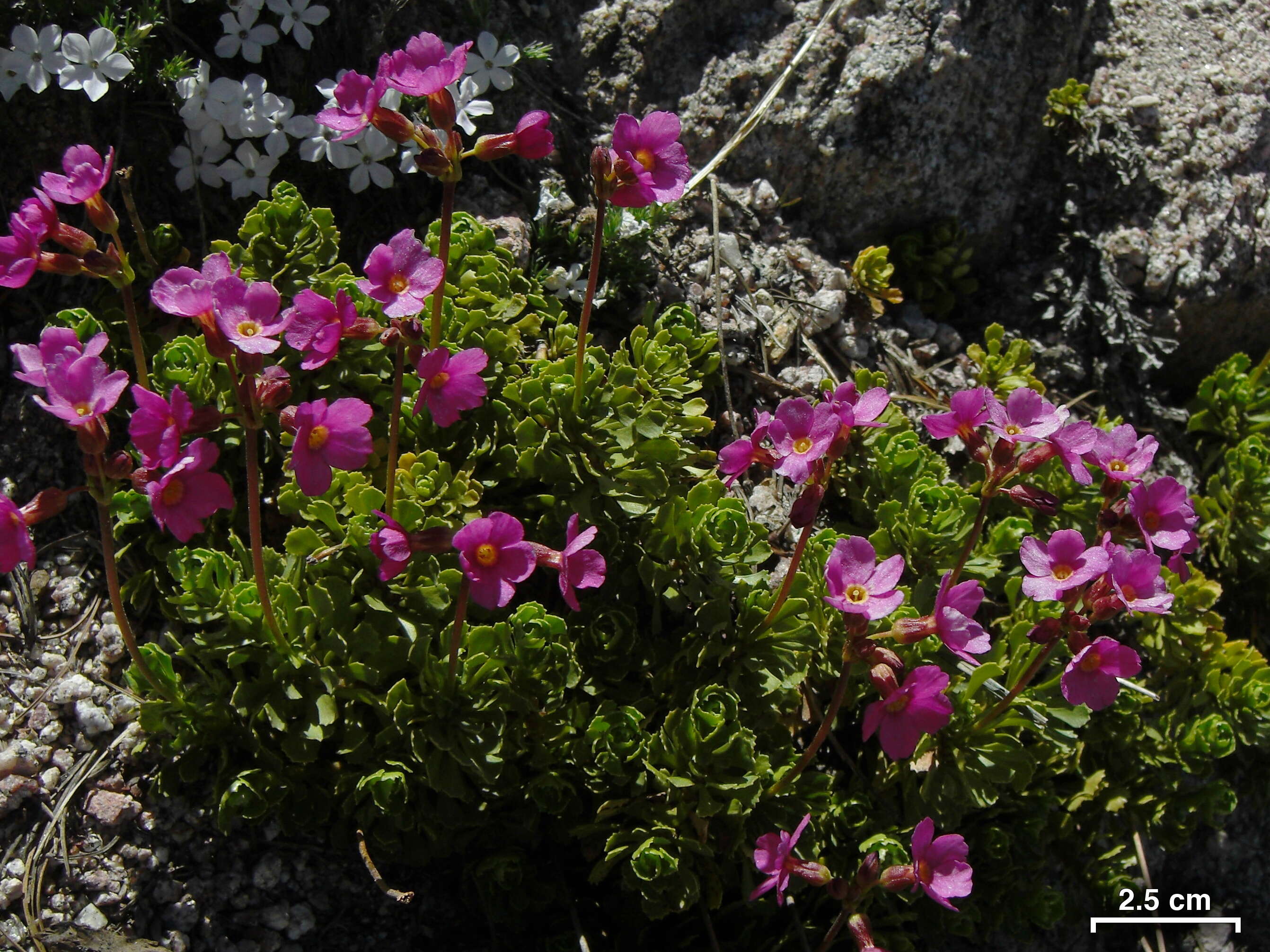 Слика од Primula suffrutescens A. Gray