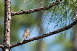 Image of Bachman's Sparrow