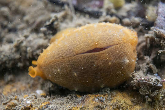 Image of Notocypraea angustata (Gmelin 1791)