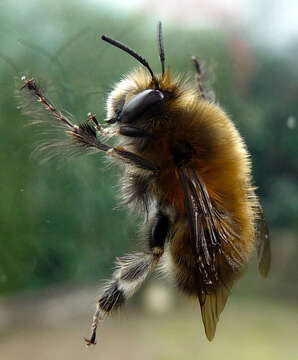 Image of Anthophora plumipes (Pallas 1772)