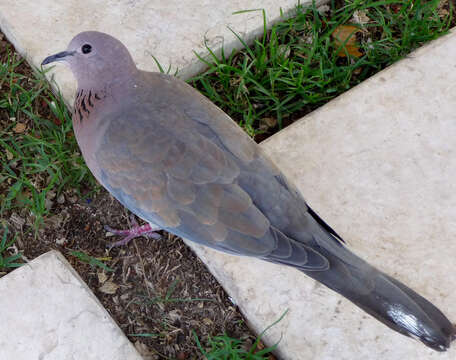 Image of Laughing Dove