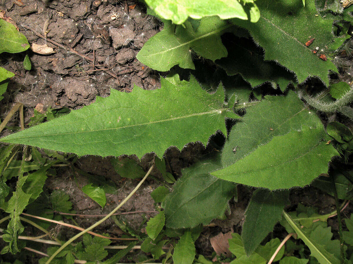 Image of Hieracium murorum subsp. murorum