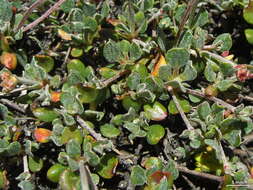 Imagem de Eriogonum marifolium A. Gray