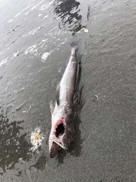 Image of North Pacific Hake