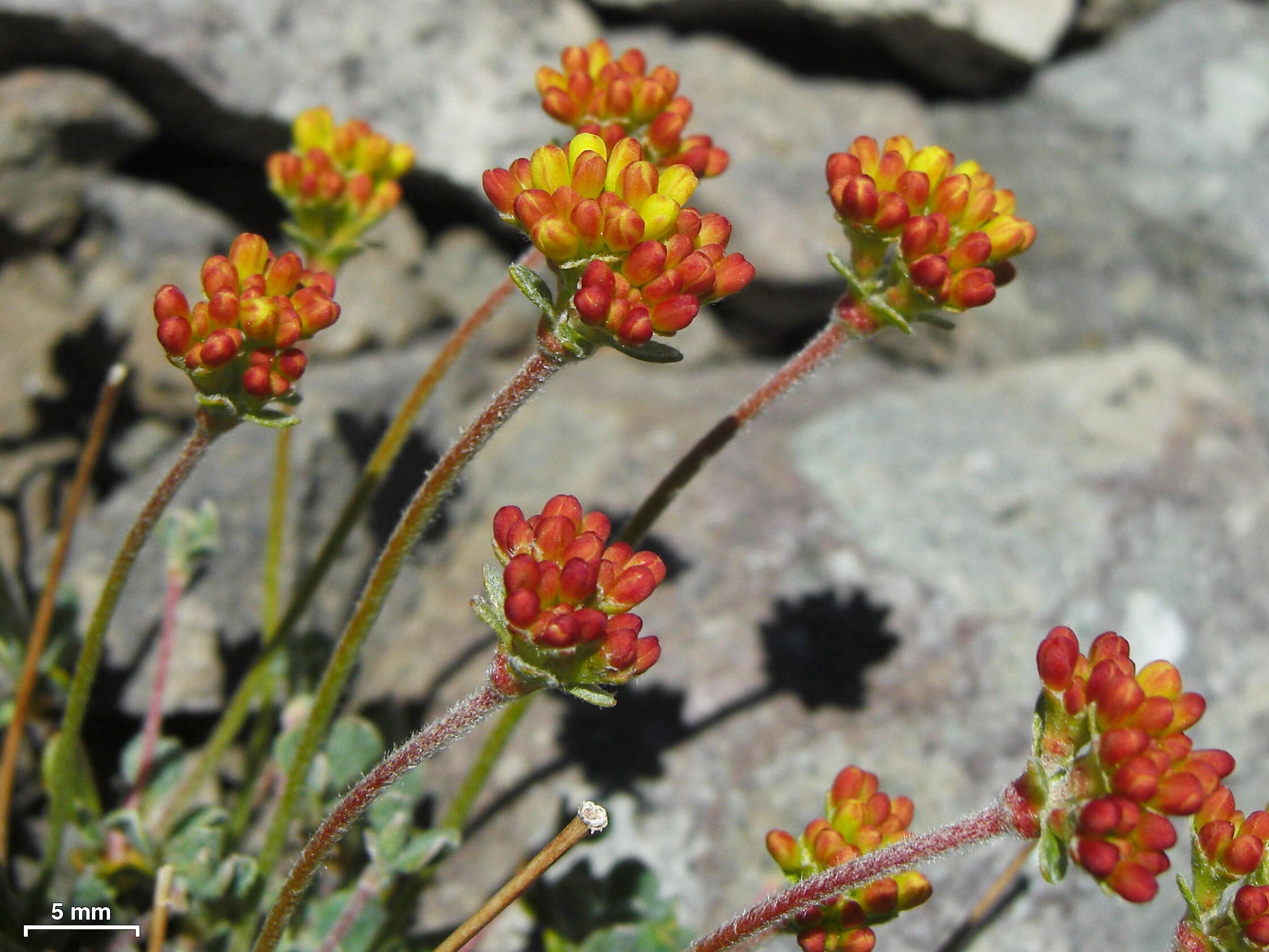 Imagem de Eriogonum marifolium A. Gray