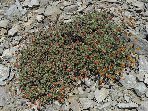 Imagem de Eriogonum marifolium A. Gray