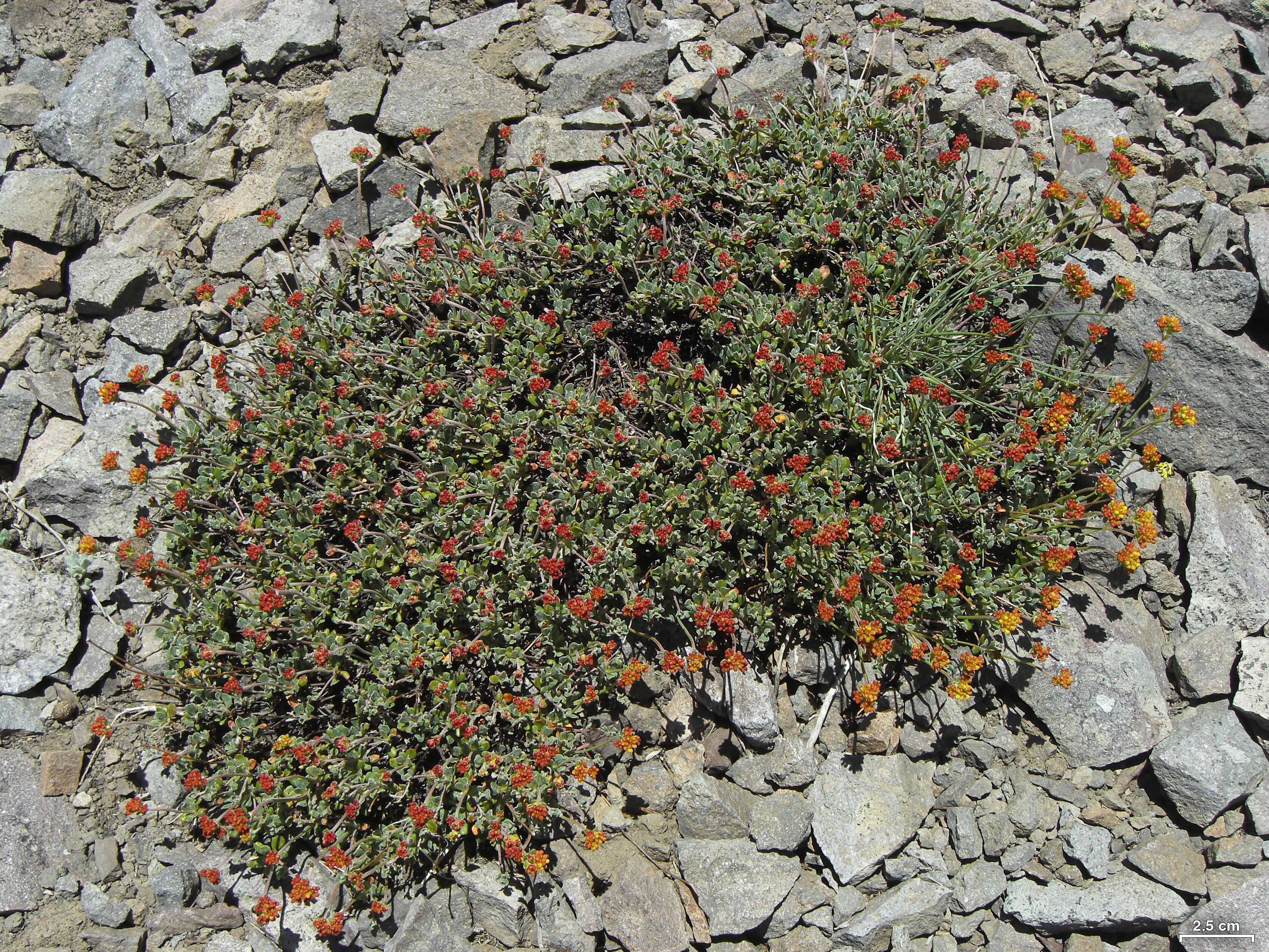 Imagem de Eriogonum marifolium A. Gray