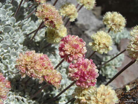 Image of cushion buckwheat