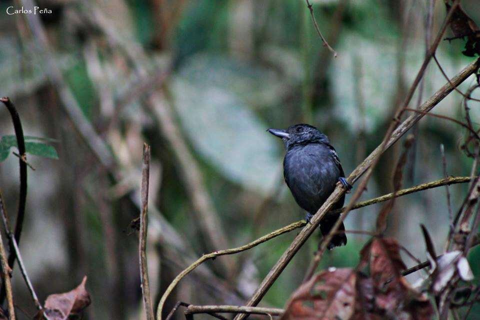 Imagem de Thamnophilus atrinucha Salvin & Godman 1892