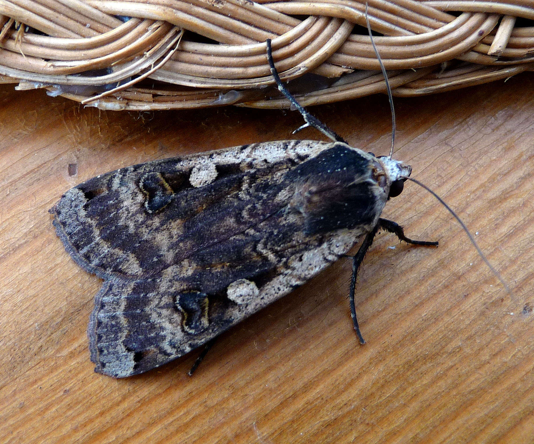 Image of Large Yellow Underwing