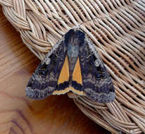 Image of Large Yellow Underwing