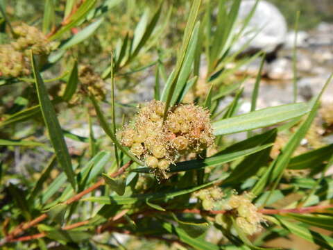 Sivun Callistemon lanceolatus (Sm.) Sweet kuva