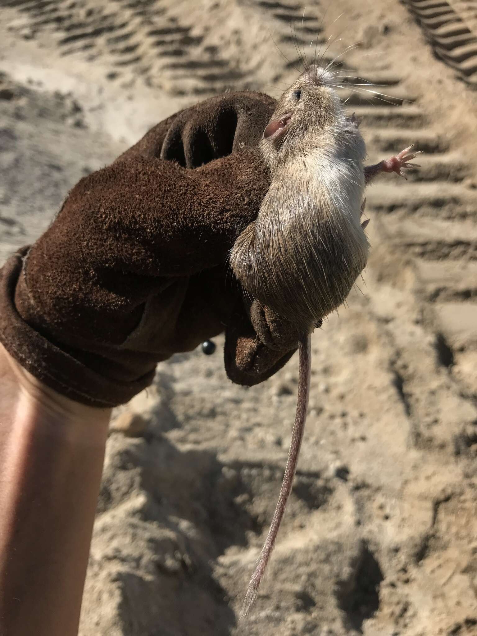 Image of California pocket mouse