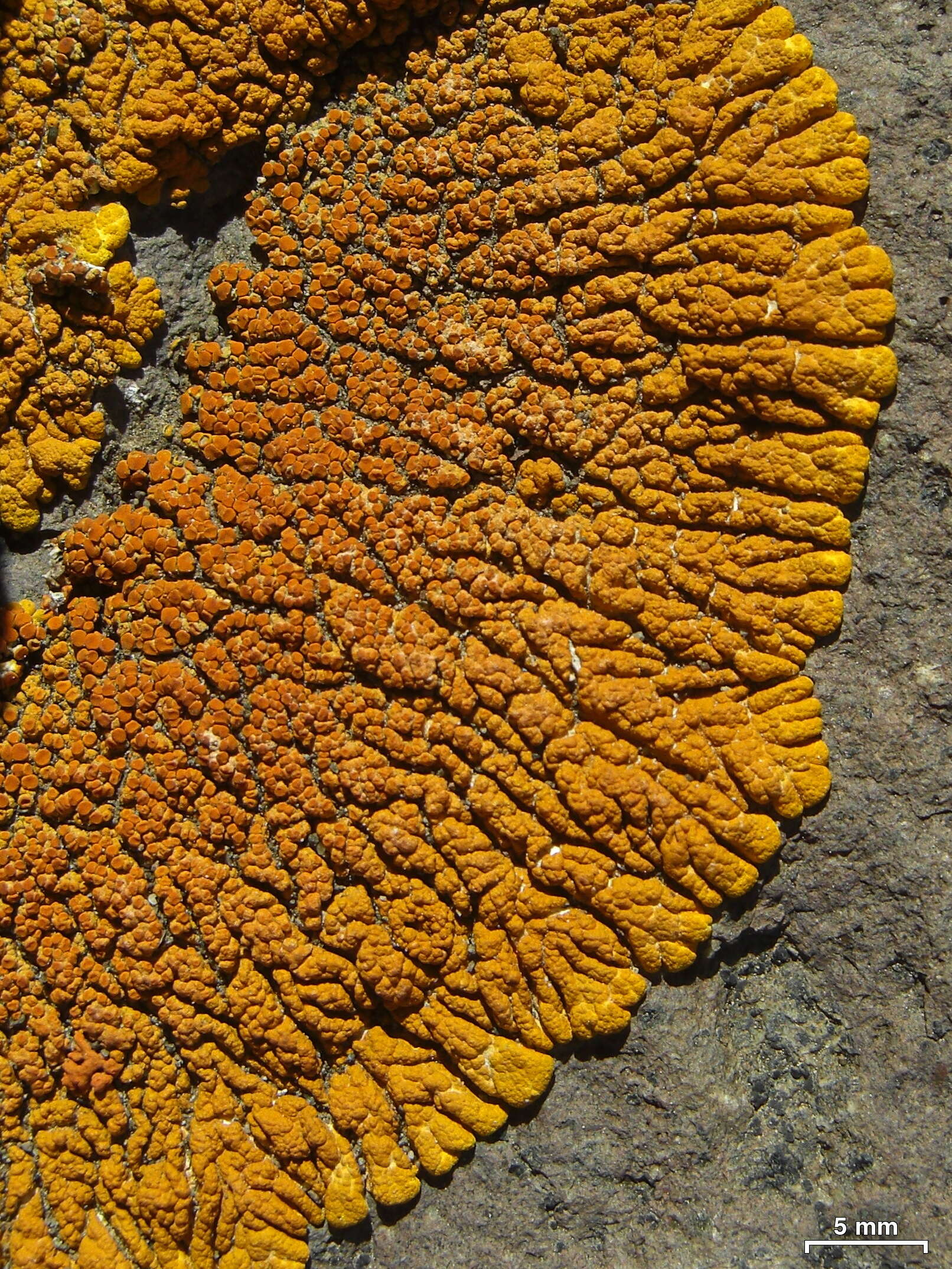 Image of Desert firedot lichen;   Orange lichen