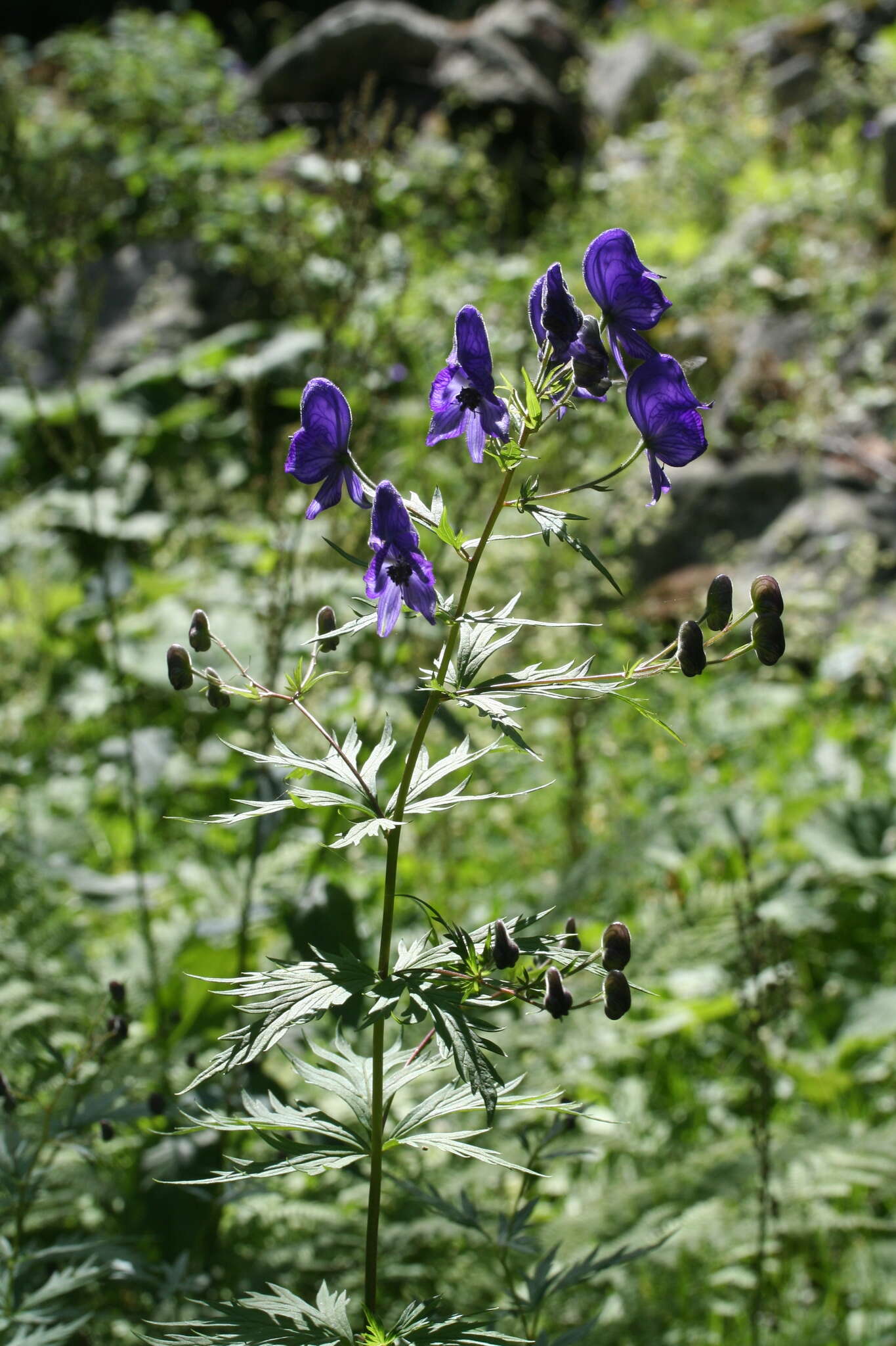 Aconitum nasutum Rchb.的圖片