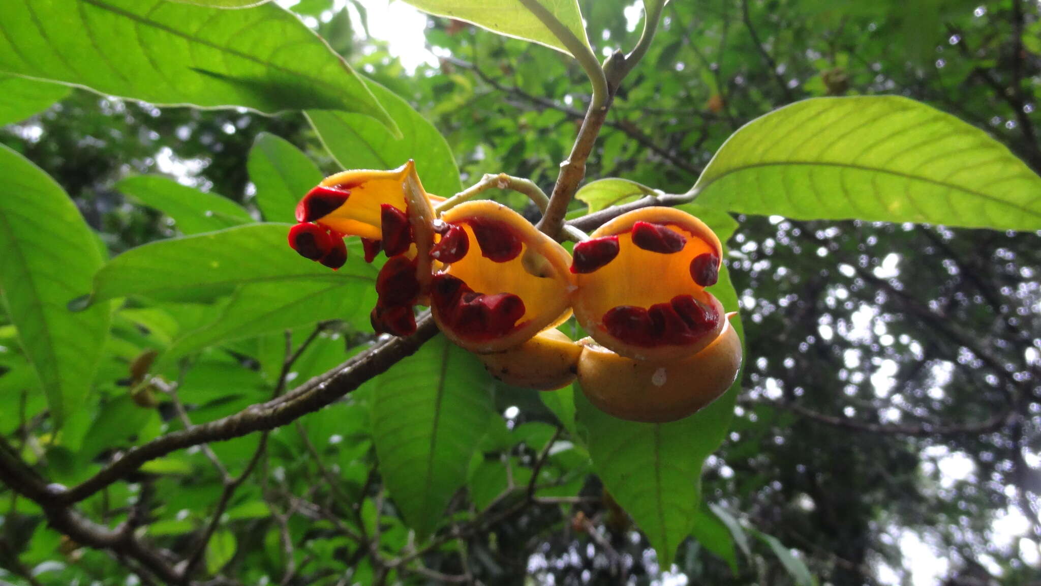 Image of Tabernaemontana alternifolia L.