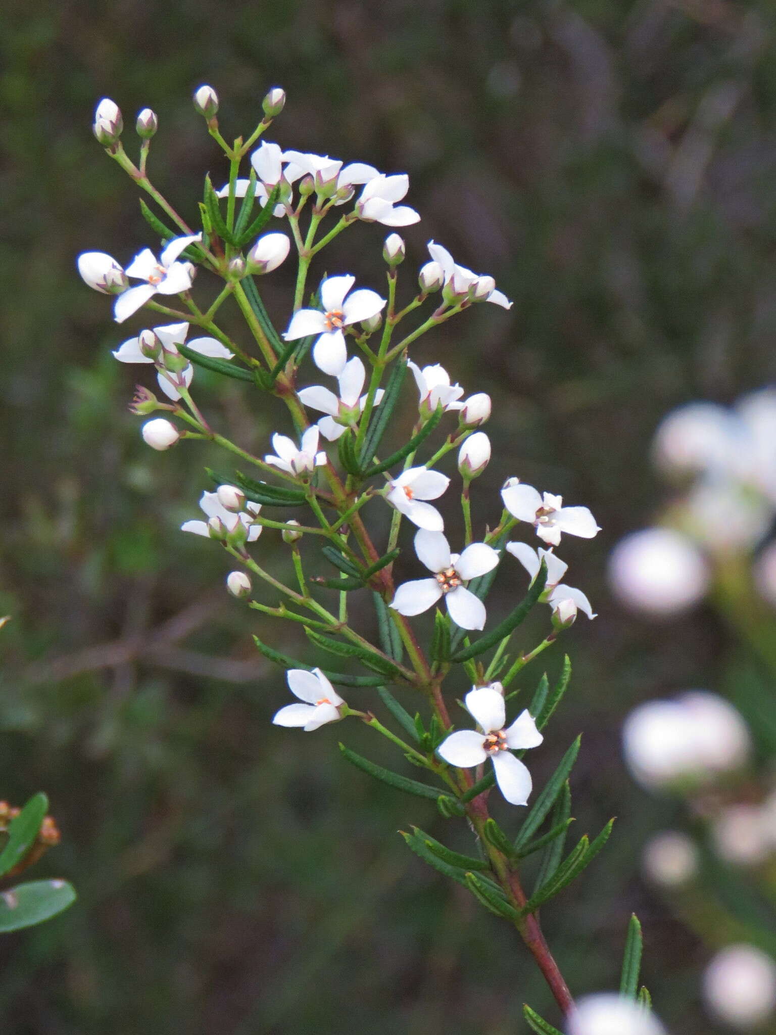 Image of Zieria laevigata Bonpl.