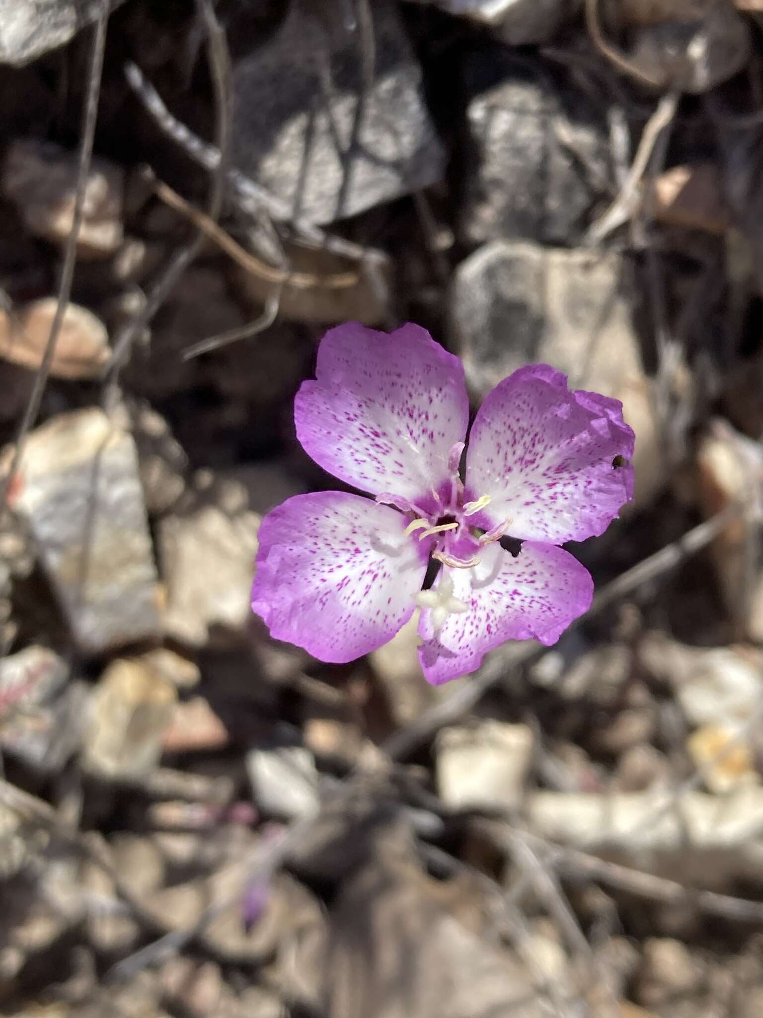 Plancia ëd Clarkia cylindrica subsp. cylindrica