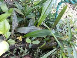 Imagem de Maxillaria aureoglobula Christenson