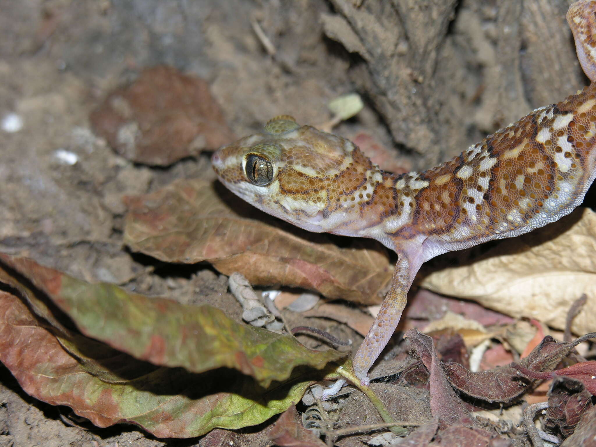 Image of Panther Gecko