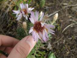 Image of Diplostephium glandulosum Hieron.