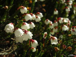 Image of western moss heather