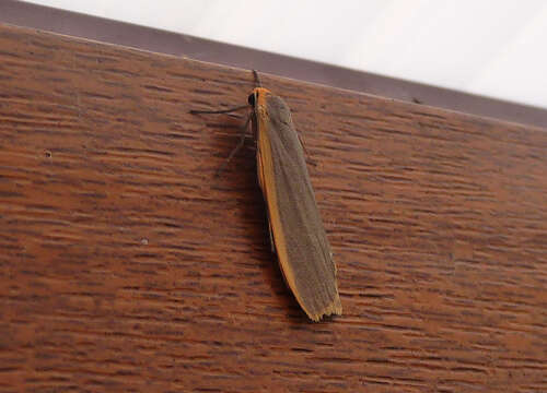 Image of common footman