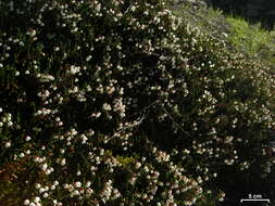 Image of western moss heather