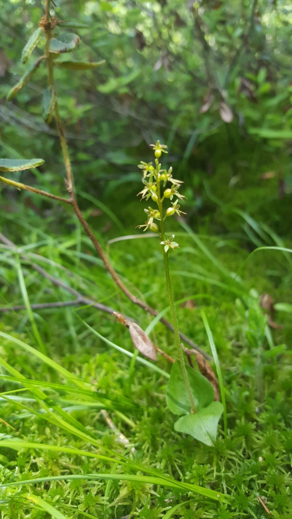 Image of Lesser Twayblade