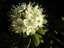 Image de Rhododendron columbianum (Piper) Harmaja