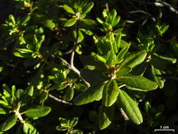 Image de Rhododendron columbianum (Piper) Harmaja