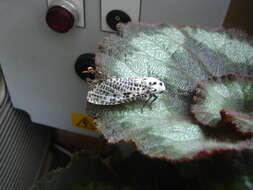 Image of leopard moth