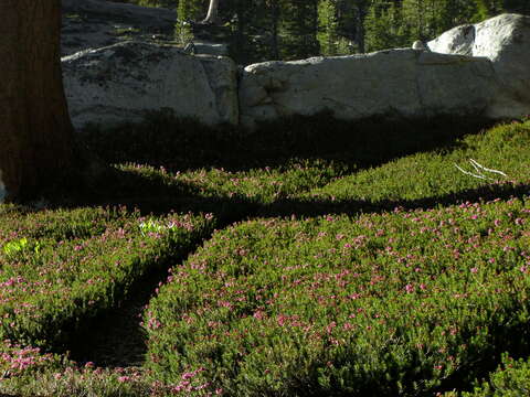 Image of purple mountainheath