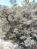 Imagem de Quercus intricata Trel.