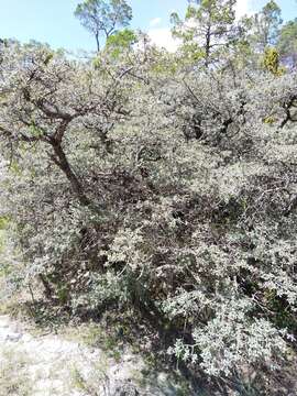 Imagem de Quercus intricata Trel.